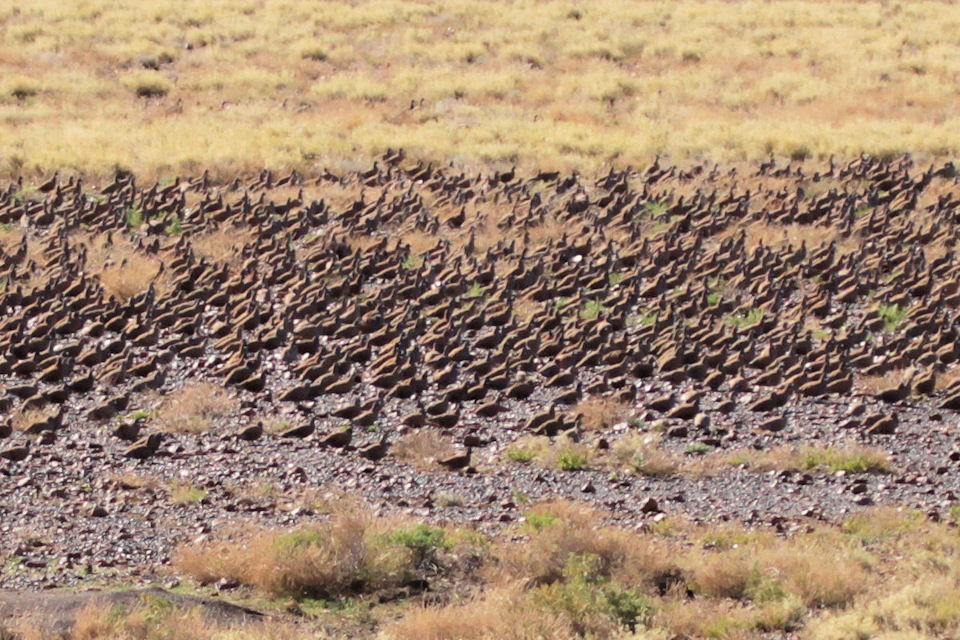 Flock Bronzewing (Phaps histrionica)